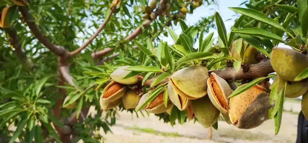 Première cueillette de nos amandes