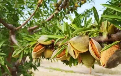 Première cueillette de nos amandes