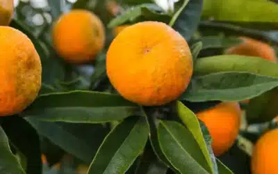 La clémentine de Corse : une variété idéale pour le confisage