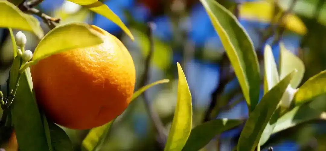 La clémentine de Corse : une variété idéale pour le confisage
