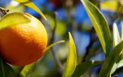 La clémentine de Corse : une variété idéale pour le confisage